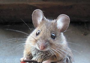 De muis en de ping-pong
